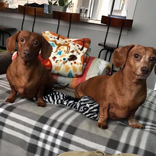 Chiles Dachshunds